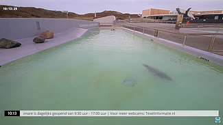 Zeehondenbassin Ecomare