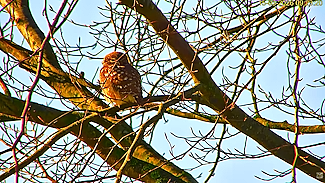 Steenuilen Bommelerwaard
